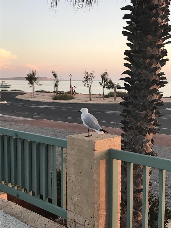 Shark Bay Seafront Apartments - Accommodation BNB
