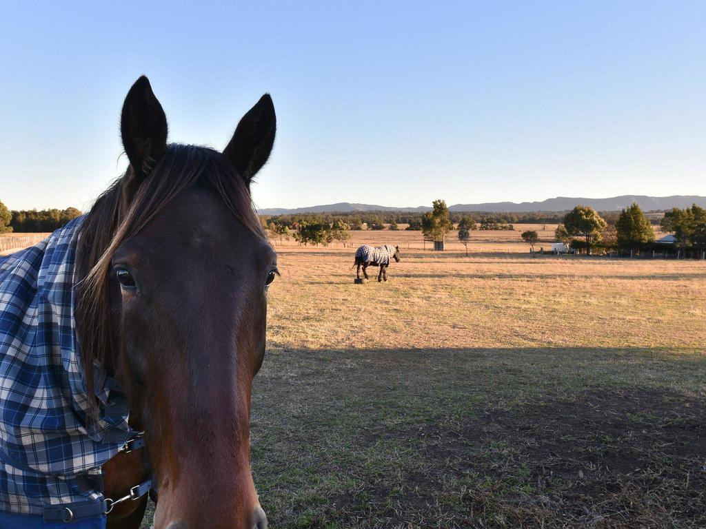 Clydesdale Cottage on Talga with real Clydesdale Horses - South Australia Travel