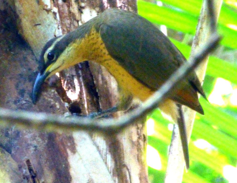 Daintree Holiday Homes - The Folly - thumb 1