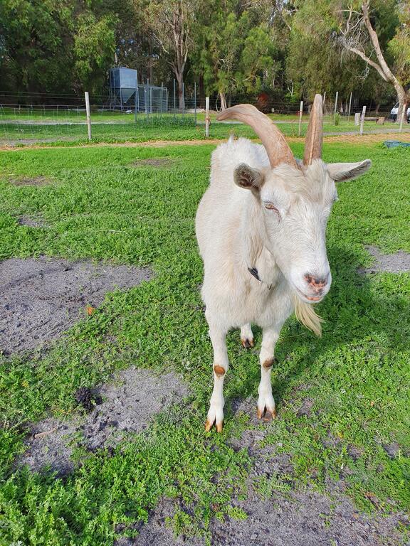 Kerriley Park FarmStay - thumb 2