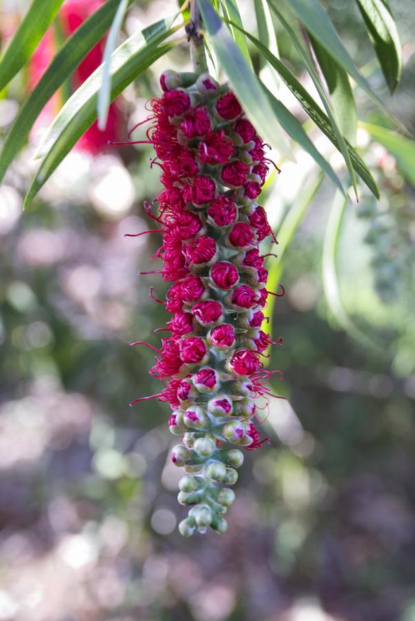 Banksia Tourist Park - thumb 3