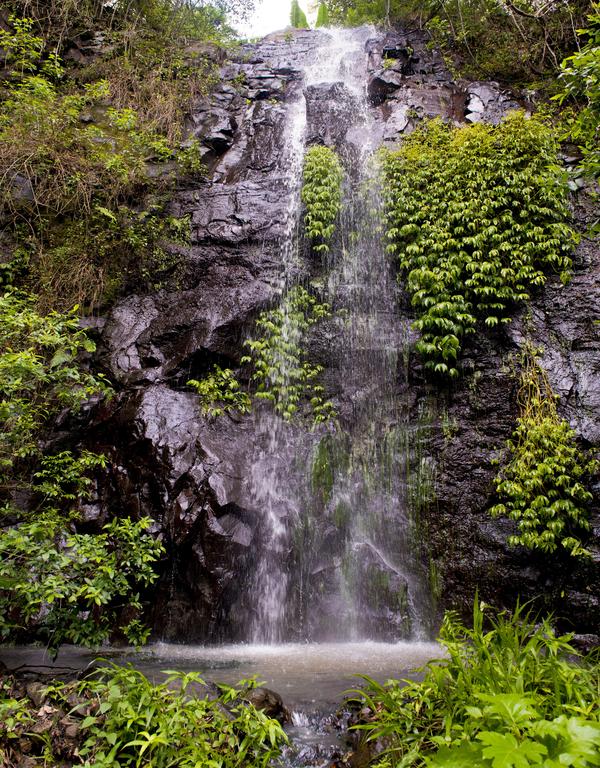 Nimbin Waterfall Retreat - thumb 3