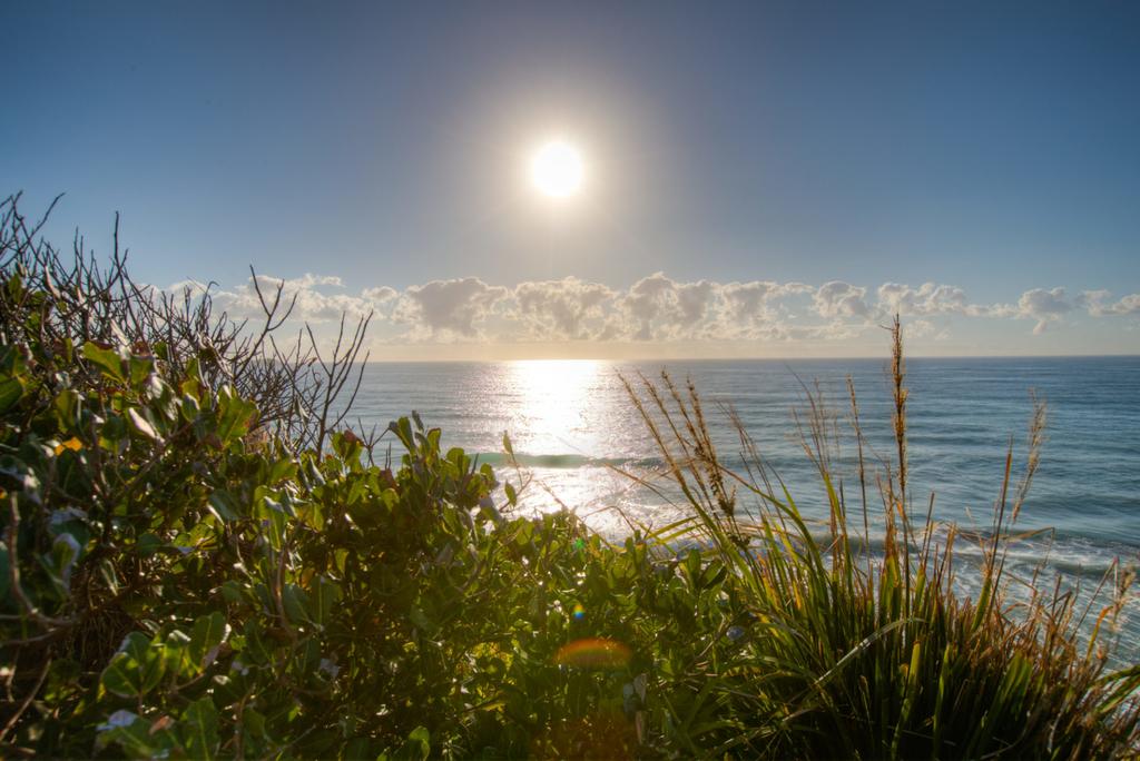 Osprey - Sapphire Beach NSW - thumb 2