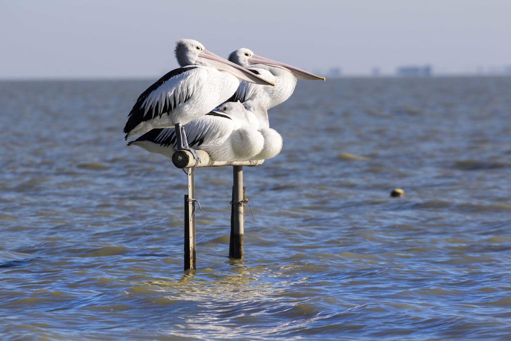 Pelican Perch Retreat - New South Wales Tourism 
