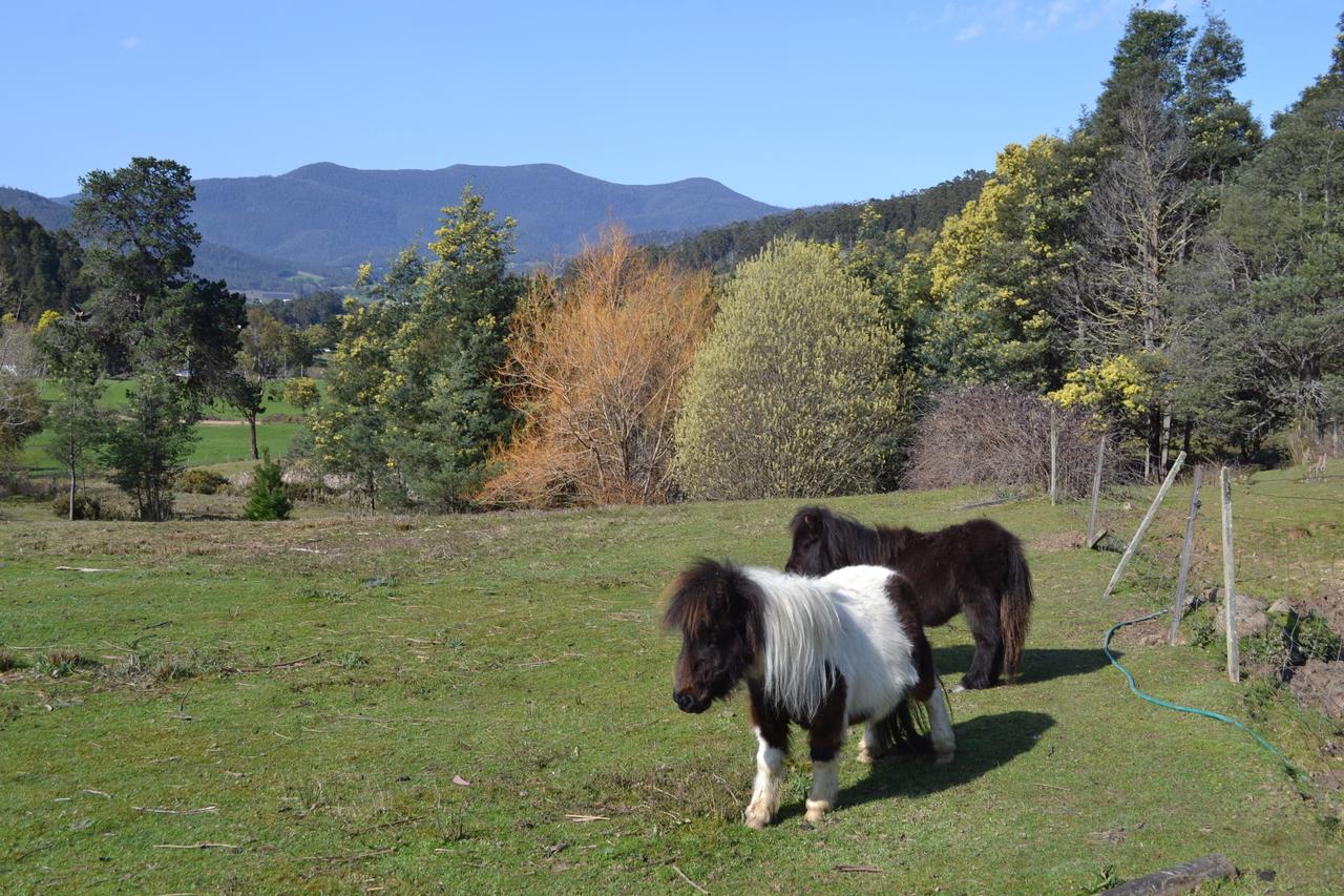 Whispering Spirit Holiday Cottages & Mini Ponies - thumb 13