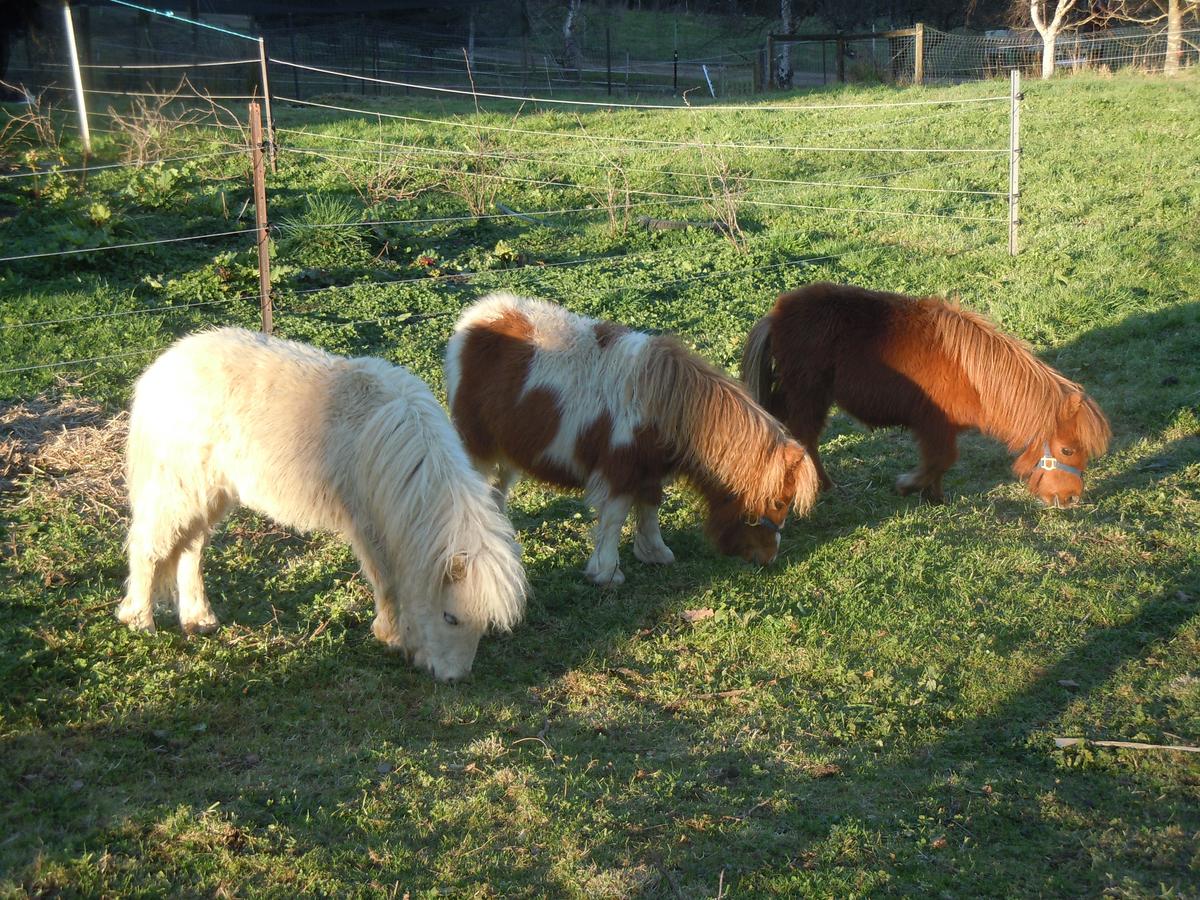 Whispering Spirit Holiday Cottages & Mini Ponies - thumb 15