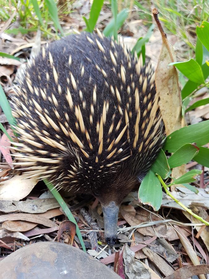 Phillip Island Nature Resort - thumb 14