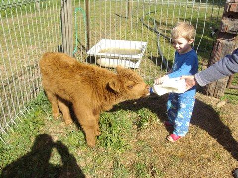 Aspens Springs Farmstay - thumb 22