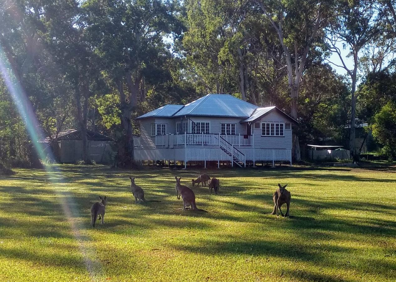 Lake Weyba Noosa Lodge  Kangaroos - Accommodation Brisbane
