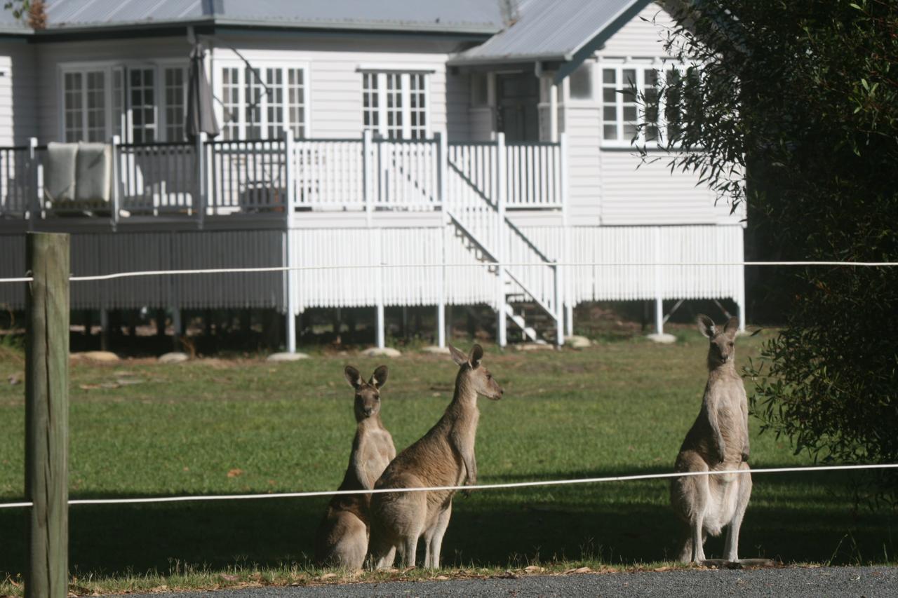 Lake Weyba Noosa Lodge & Kangaroos - thumb 28