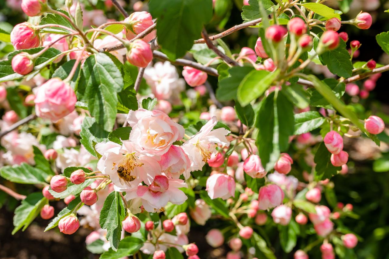 Apple Blossom Cottage - thumb 3