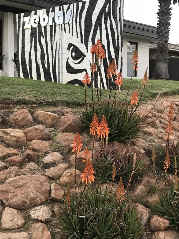 Zebras Guest House Geraldton - Geraldton Accommodation 1