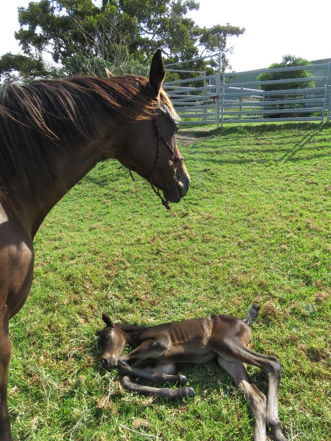 Maleny Springs Farm - thumb 15