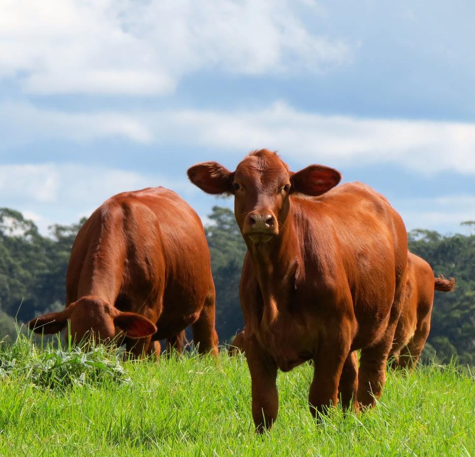 Maleny Springs Farm - thumb 24