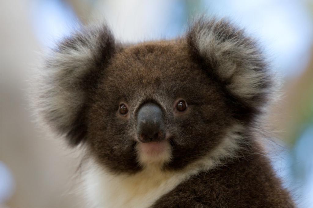 Bimbi Park - Camping Under Koalas - New South Wales Tourism 